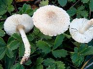 Lepiota oreadiformis