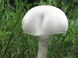 Leucoagaricus leucothites  Leucoagaricus leucothites