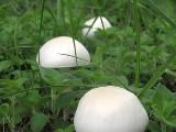 Leucoagaricus leucothites  Leucoagaricus leucothites