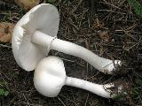 Leucoagaricus leucothites  Leucoagaricus leucothites