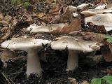 Clitocybe nebularis  Clitocybe nebularis