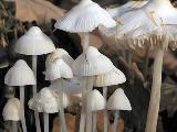 Mycena polygramma f. candida  Mycena polygramma f. candida