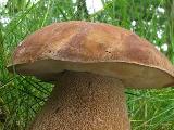 Boletus reticulatus  Boletus reticulatus