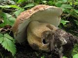 Boletus reticulatus  Boletus reticulatus