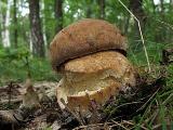Boletus reticulatus  Boletus reticulatus