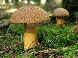 Suillus variegatus  Suillus variegatus