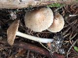 Inocybe fibrosoides  Inocybe fibrosoides
