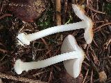 Inocybe fibrosoides  Inocybe fibrosoides