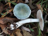 Stropharia caerulea  Stropharia caerulea