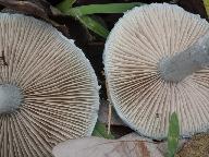 Stropharia caerulea  Stropharia caerulea