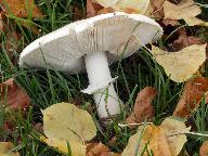 Leucoagaricus leucothites  Leucoagaricus leucothites