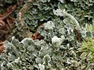 Cladonia digitata  Cladonia digitata