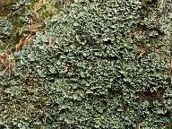 Cladonia digitata  Cladonia digitata