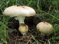 Agaricus augustus  Agaricus augustus
