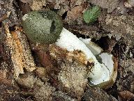 Phallus impudicus  Phallus impudicus