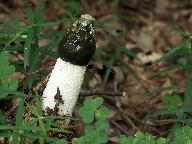 Phallus impudicus  Phallus impudicus