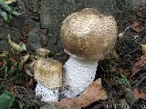 Agaricus augustus  Agaricus augustus