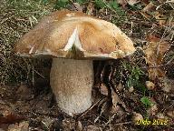 Boletus reticulatus  Boletus reticulatus