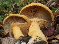 Phaeolepiota aurea  Phaeolepiota aurea