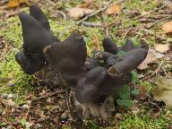 Helvella lacunosa 