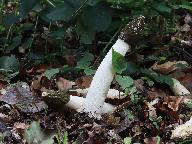 Phallus impudicus  Phallus impudicus