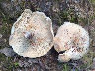 Lactarius glaucescens  Lactarius glaucescens