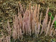 Alloclavaria purpurea  Alloclavaria purpurea