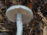 Stropharia caerulea  Stropharia caerulea