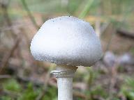 Leucoagaricus leucothites  Leucoagaricus leucothites