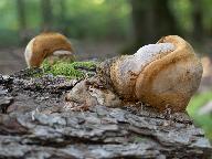 Phellinus robustus